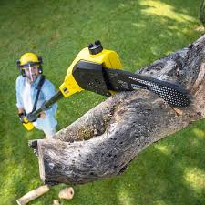 Trusted Adelanto, CA Tree Services Experts