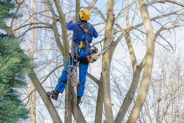 Tree and Shrub Care in Adelanto, CA